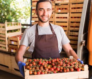 Producteur de légumes - maraicher - récolte de tomates grappes