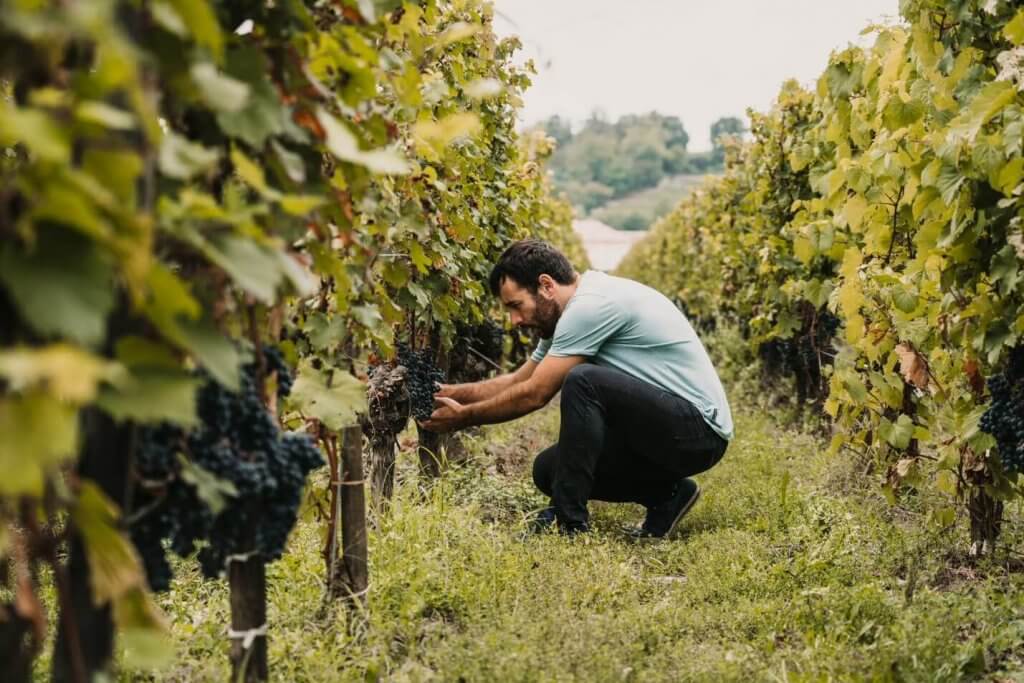 Viticulteur dans les vigne sur son exploitation vini-viticole